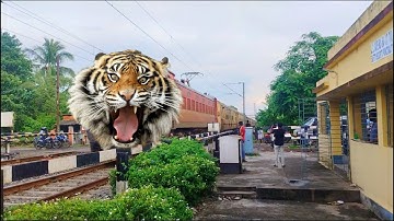 Dangerous Angry TIGER Headed Balurghat Express Furious Moving Throughout At Railgate