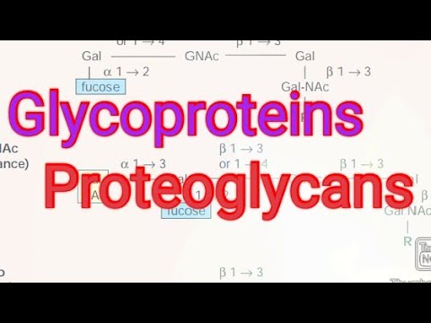 Glycoproteins/ Proteoglycans/ Biochemistry