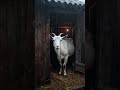 Goat On Watch A Silent Observer Ai Aiart Funny Goat