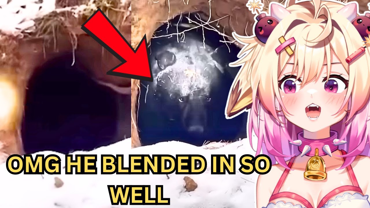 ЭТОТ МЕДВЕДЬ БЫЛ СПРЯТАН НА ОТКРЫТОМ ВИДУ! rosiebellmoo реагирует на НЕОБЫЧНУЮ ПОДБОРКУ МЕМОВ V283