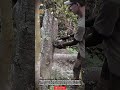 Quickly Cut Dry Firewood with the Husqvarna 130! #workers #agriculture
