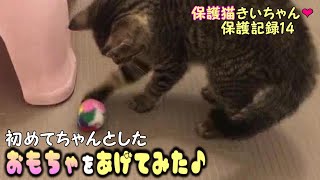 【きぃ保護記録14】保護子猫が初めてのオモチャに喜んで遊ぶ様子♪ 【きぃ保護記録14】保護子猫が初めてのオモチャに喜んで遊ぶ様子♪