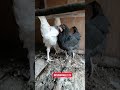 Kuku Kienyeji Kuku Kienyeji