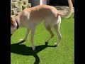 Artificial Grass For Dogs - Pet Friendly Grass By Dubai Artificial Grass _ #shorts