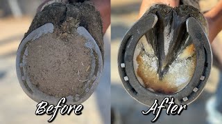 Front Hoof Restoration-Farrier-ASMR-Oddly Satisfying