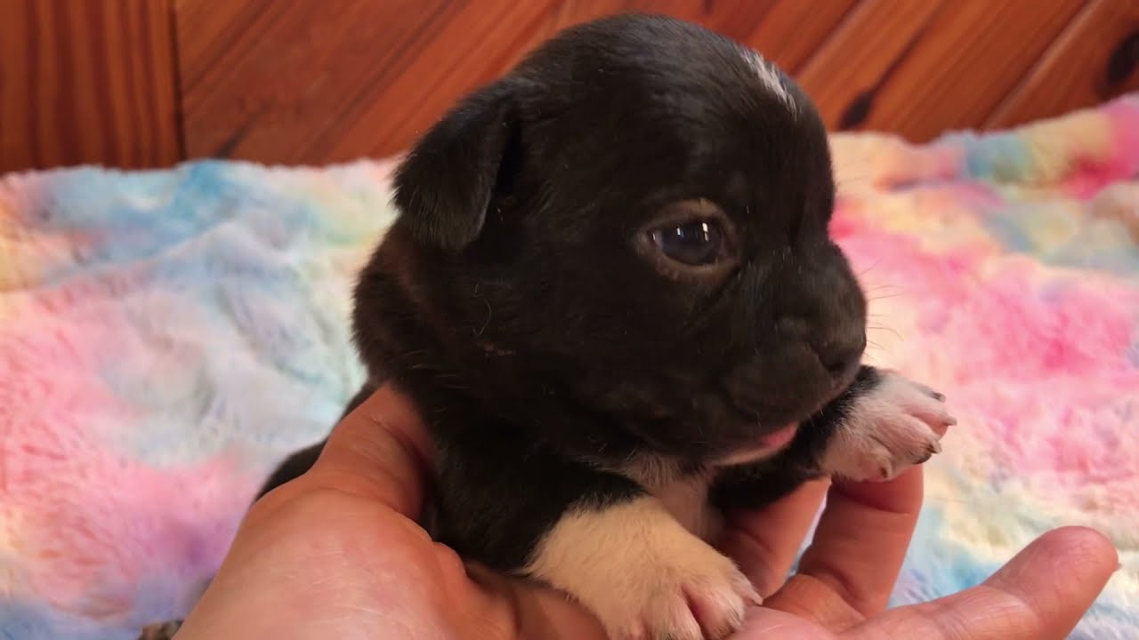 Hattie Black Puggie Queen Elizabeth Pocket Beagle YouTube