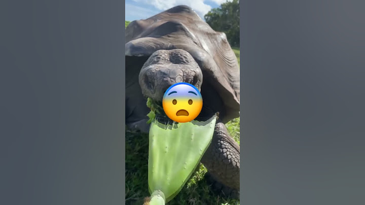 VOICI L'INTÉRIEUR DE LA BOUCHE D'UNE TORTUE 🐢😨 #Shorts #Animaux