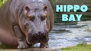 Tour of Hippo Bay at Zoo Berlin