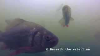 Crucian (Carassius carassius) Underwater UK