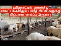 BIG HORN Sheep for 2023 Bakrid in Chennai | Sheep Farm