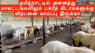 BIG HORN Sheep for 2023 Bakrid in Chennai | Sheep Farm