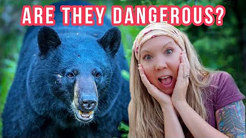 Are black bears most aggressive?