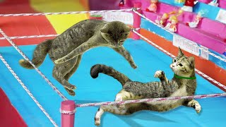 If Your Cat Is john cena | Funny Cat Wrestling | Roman Reigns Memes , cat wwe by The Pet House 25,770 views 3 years ago 4 minutes, 22 seconds