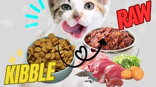 How to Switch Your Cat to Raw Meat | 2 Easy Steps From Kibble to Wet | Raw