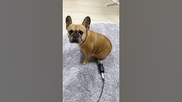 Thumbnail of Fart Sound Effect | Puppy Fart Sound Funny Video #shorts