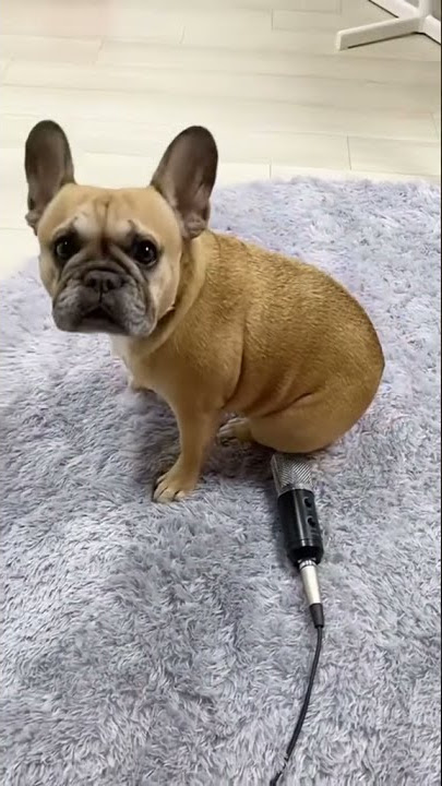 Fart Sound Effect | Puppy Fart Sound Funny Video #shorts