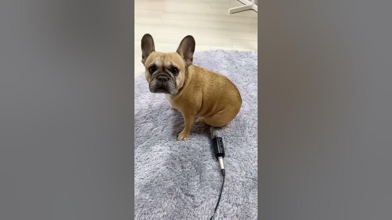 Fart Sound Effect | Puppy Fart Sound Funny Video #shorts
