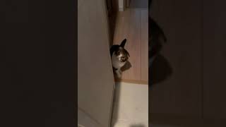 出かける準備をしていると猫が圧をかけてきます… #shorts