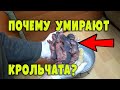 Почему умирают крольчата?