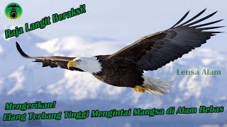 Mengerikan! Elang Terbang Tinggi Mengintai Mangsa di Alam Bebas
