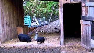 Miniature jersey cow for sale
