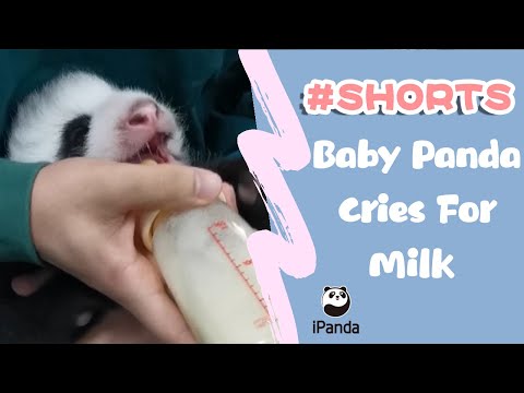 Baby Panda Cries For Milk | iPanda #shorts