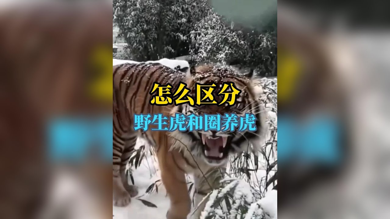 只需一眼，你就能讀懂野性與囚禁的命運！揭開野生虎眼中的自由魂魄，與圈養虎眼神中的無盡悲鳴：這震撼的差異，你必須知道！