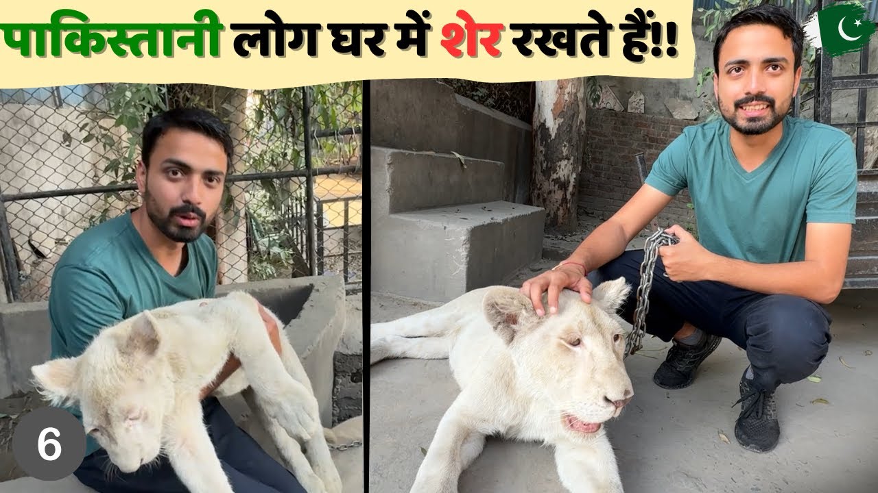 Pakistani 🇵🇰 Home with Lions: An Unforgettable Experience