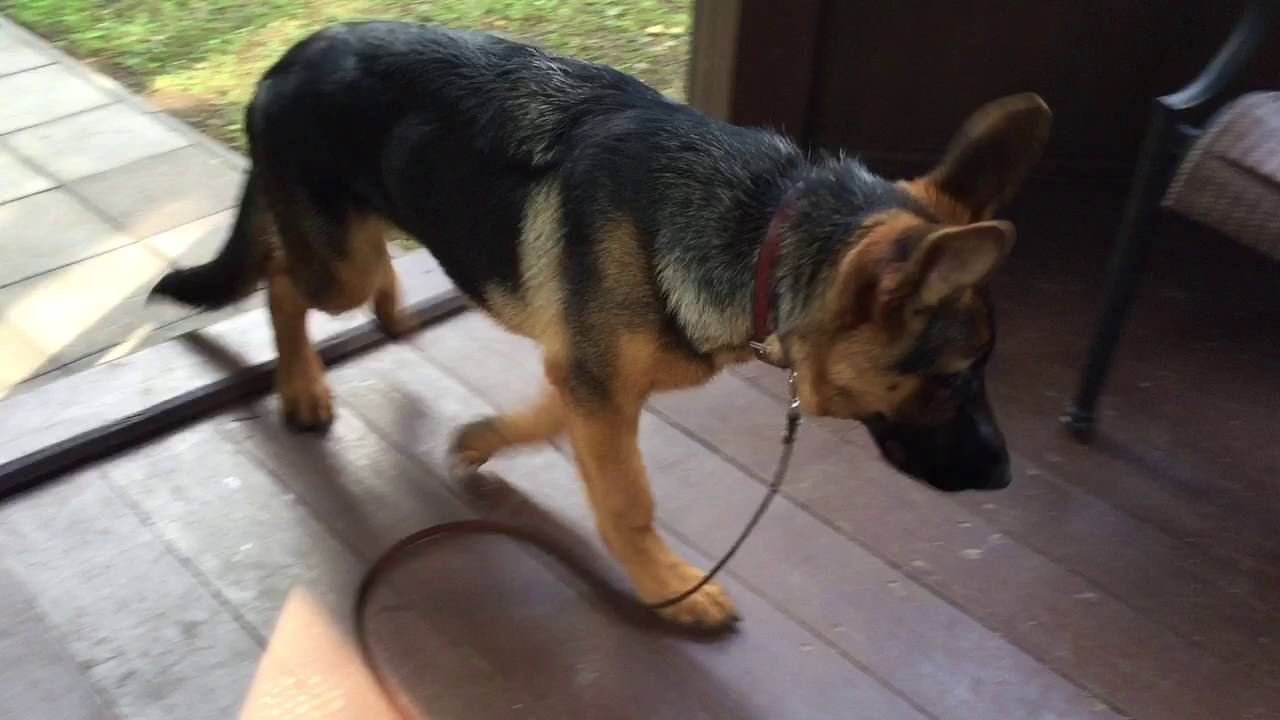 Собака лает.