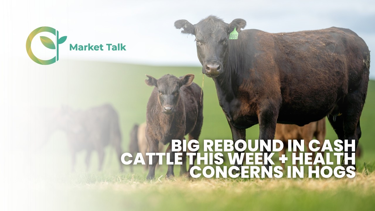Big Rebound in Cash Cattle This Week + Health Concerns in Hogs