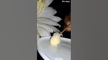 Thumbnail of Dragon fruit hand pollination