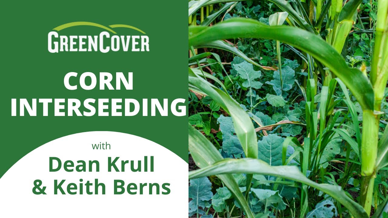 Corn Interseeding with Dean Krull & Keith Berns