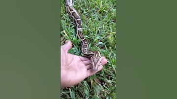 Burmese python handling outside ‼️💯#reptile #snake #pythons