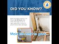 Water Damage - Mold Remediation - Act Fast
