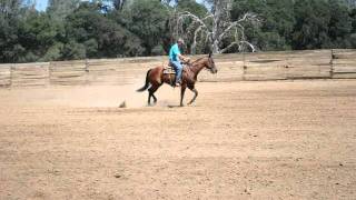 DSC_0313.AVI