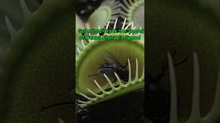 Scientists Crack the Secret of Venus Flytrap's Speed