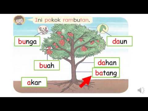 Anim Agro Technology Sistem Akar Tumbuhan