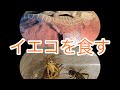 【捕食動画】フトアゴに初めてイエコをあげてみた