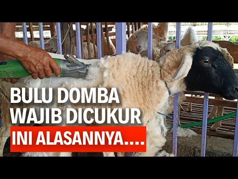 Video: Mengapa bulu domba itu buruk?