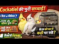 Cockatiel की पूरी जानकारी | Male Female पहचान + सही दाना, सॉफ्ट फूड और केज #birds #lifeisbutadream