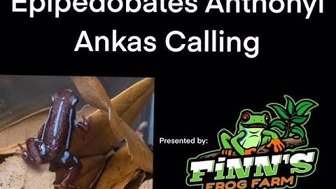 Epipedobates Anthonyi Ankas Calling