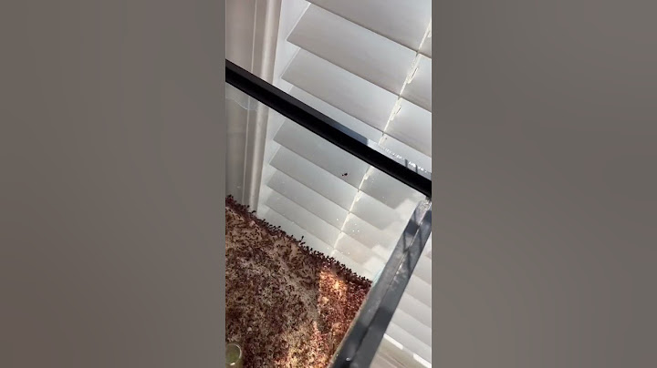 How I Do I Stop My Ants From Escaping?