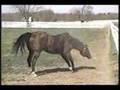 Northern Dancer Entire Kentucky Derby 1964 footage & Goodbye