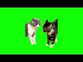 Green Screen Talking Cats Meme