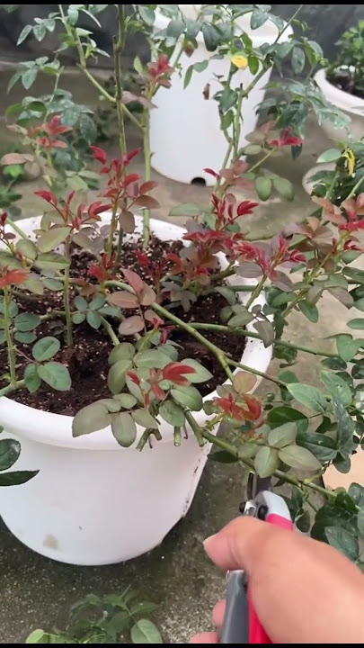 Cách làm bật mầm gốc hoa Hồng #chuẩnhoahong #rose #hoahồng #cáchchămsóchoahồng #hoahongbonsai #cây