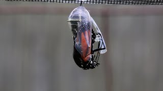 Adult Monarch Butterfly Emerges From Its Chrysalis