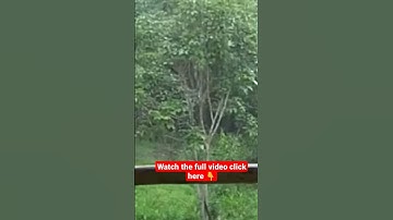Thumbnail of Sounds of Rain and Thunder in Mystical Forest with Gentle Stream  for Sleep, Studying, Relaxation‭
