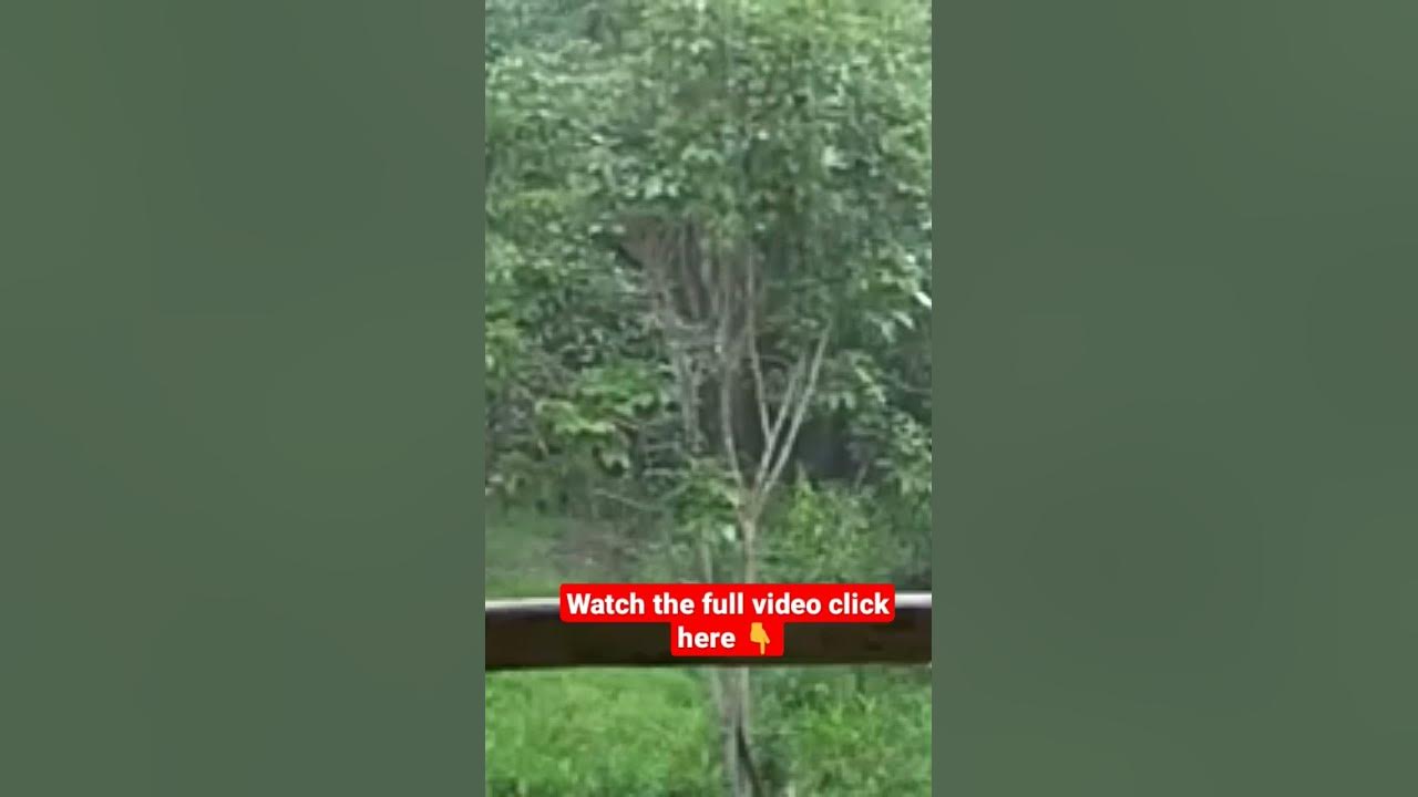 Sounds of Rain and Thunder in Mystical Forest with Gentle Stream  for Sleep, Studying, Relaxation‭