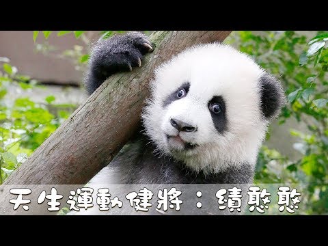 《熊貓主題趴》天生運動健將：績憨憨 | iPanda熊貓頻道