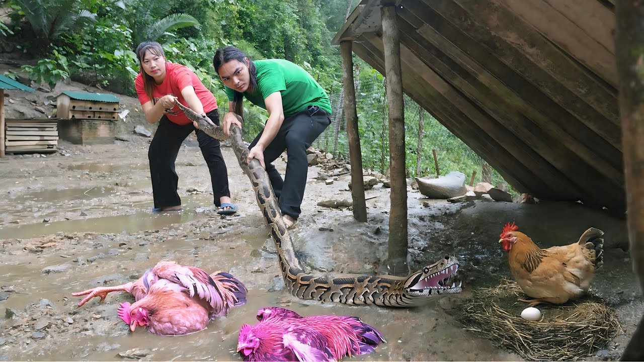 Giant python breaks into chicken farm, how to catch giant python, harvest watermelon garden.